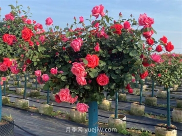 園林行業(yè)術(shù)語(yǔ)：苗木相關(guān)參數知識科普