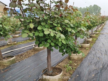 低桿地面缽月季樹(shù)基地，控根缽高成活