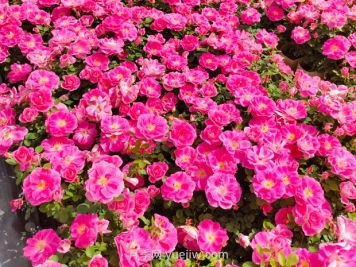 美植袋月季大苗批發(fā)，精品仙境抗病強花期長(cháng)