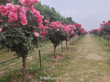 樹(shù)樁月季移植之后，先搭支撐還是先澆水？