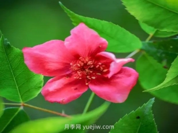 貴州石阡發(fā)現極危植物“亮葉月季”