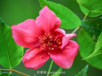 亮葉月季與常見(jiàn)月季有何不同？