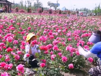 鹽城射陽(yáng)縣鶴鄉菊海8萬(wàn)株月季花盛放，打卡圣地