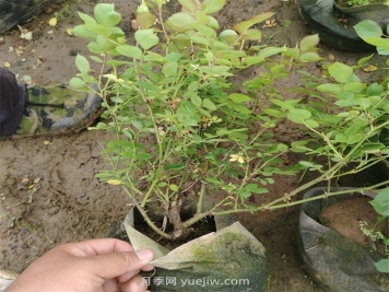 2500棵矮壯美植袋月季苗綠化校園花壇景觀(guān)