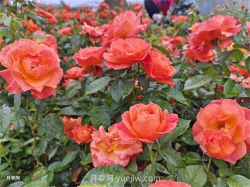 紅從容月季，花型美抗性佳，花色漸變美化花壇
