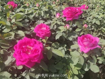 月季白粉病是什么原因造成的？