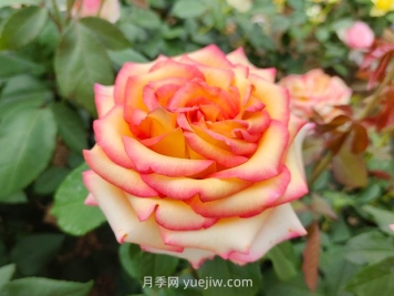 什么是大花月季的繁殖方法？怎么做才能生根成活？