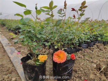 月季花怎么繁殖？