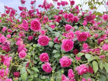 爬藤月季什么季節開(kāi)花？