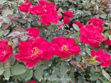 紅帽子月季怎么種植？