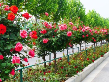 月季之鄉是哪個(gè)城市？南陽(yáng)月季之鄉