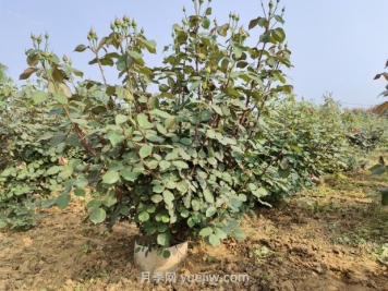 大花月季種植密度，每平幾棵？
