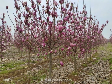 南召縣皇后鄉玉蘭花開(kāi)別樣紅 