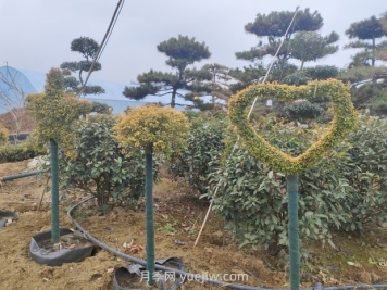綠化苗木種植怎樣養護？
