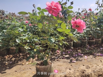 為什么夏季是苗木移植的淡季期呢？