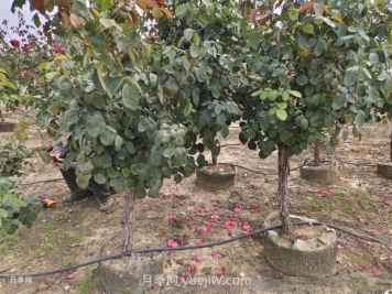 苗木栽植養護注意事項