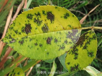 秋季園林苗木病蟲(chóng)害防治知識，月季有黑斑病