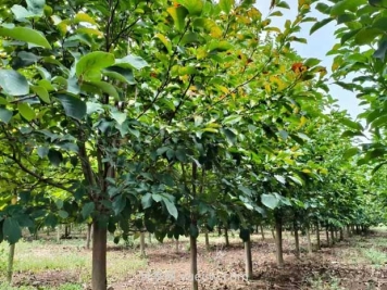 果樹(shù)苗種植與養護