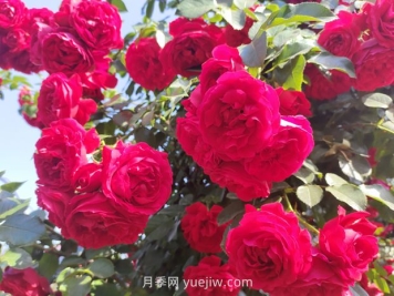 弗洛倫蒂娜月季，爆花健壯抗病耐寒正紅色爬藤王者