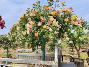 應對高溫種月季，夏天苗木種植如何提高成活率？