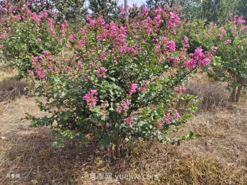 常用的紫薇樹(shù)種植方法和管理技巧