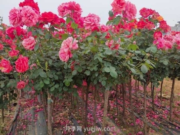3公分獨桿月季價(jià)格多少錢(qián)？南陽(yáng)基地批發(fā)供應報價(jià)