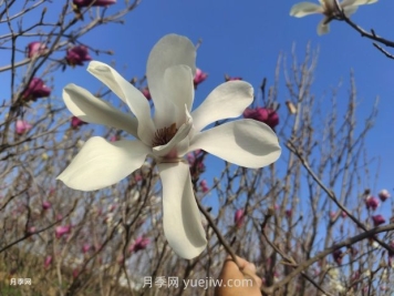 玉蘭花有什么顏色？帶你一起了解南陽(yáng)玉蘭花