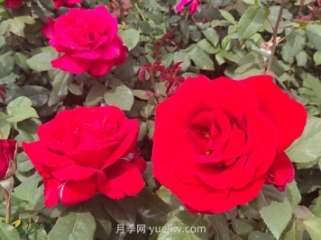 夏季什么草花比較好？推薦36種比較好種的花草植物