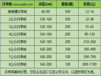 3公分月季樹(shù)多少錢(qián)？2024年樹(shù)狀月季新價(jià)格