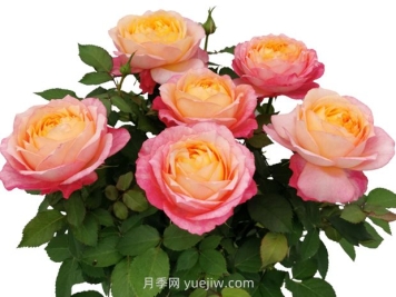 夢(mèng)幻美人月季
