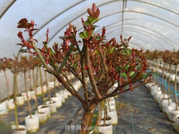 什么季節適合修剪月季花的枝條？