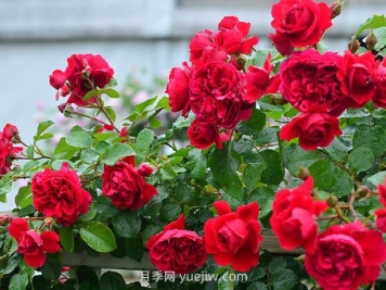 月季花的水肥管理要注意什么？
