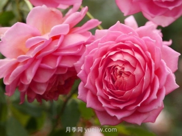 銀禧慶典月季的優(yōu)缺點(diǎn)是什么？