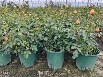 夏季月季管理做好這5點(diǎn)，長(cháng)勢旺盛，秋花更美
