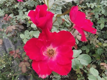 種植廣泛的紅帽月季有哪些優(yōu)缺點(diǎn)？