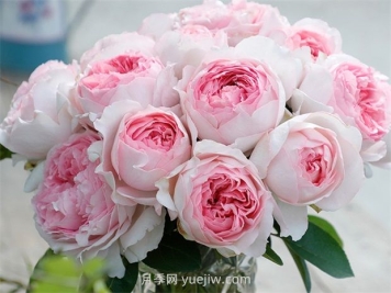 伊芙乙女心月季的優(yōu)缺點(diǎn)是什么？