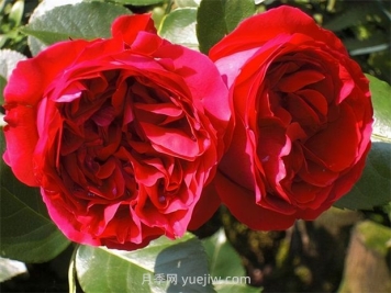 紅色龍沙寶石月季的優(yōu)缺點(diǎn)是什么？