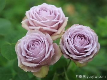 紫丁香月季的優(yōu)缺點(diǎn)是什么？