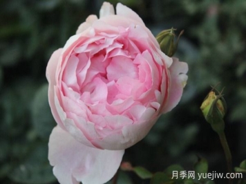 伊芙雪伯爵月季的優(yōu)缺點(diǎn)是什么？