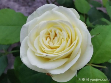 奶油龍沙寶石月季的優(yōu)缺點(diǎn)是什么？