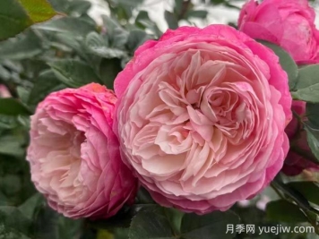 康斯坦茨月季的優(yōu)缺點(diǎn)是什么？