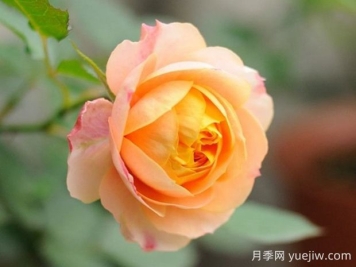 浪漫寶貝月季優(yōu)缺點(diǎn)有哪些？為何如此火爆