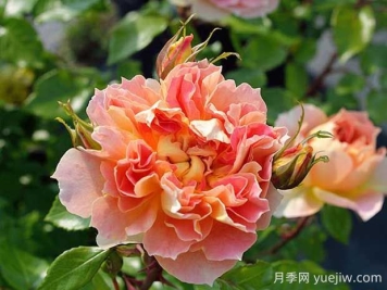 南瓜燈籠月季的優(yōu)缺點(diǎn)有哪些？顏色迷人