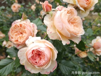 真宙月季的優(yōu)缺點(diǎn)是什么？
