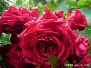玫瑰國度的天使月季的優(yōu)缺點(diǎn)是什么？