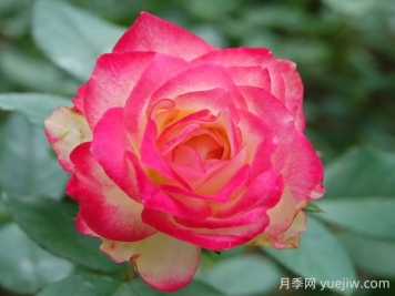 摩納哥公爵月季的優(yōu)缺點(diǎn)是什么？