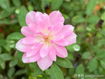 姬月季品種介紹及優(yōu)缺點(diǎn) 
