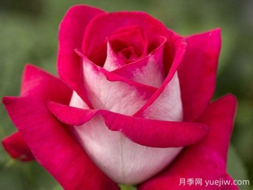莫妮卡貝魯奇月季的優(yōu)缺點(diǎn)是什么？