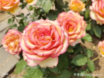 阿班斯月季的優(yōu)缺點(diǎn)是什么？
