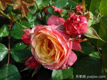 浪漫比克月季的優(yōu)缺點(diǎn)是什么？